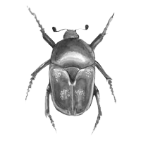 icon-scarab2