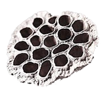 icon-lotus-seed2